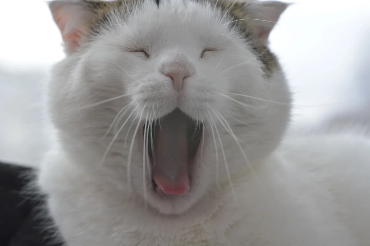 Picture to Video AI rerunning a cat photo on a low-cost model until the yawn motion lands